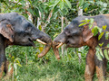 Borneo