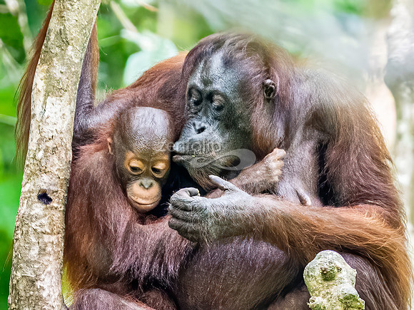 Orangutan with Baby