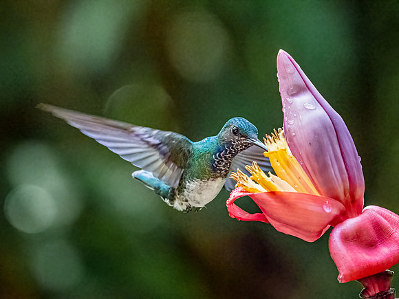 Charming Hummingbird