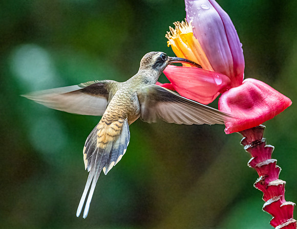 Long Billed Hermit