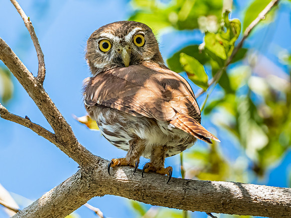 Ferruginous Pygmy Owl