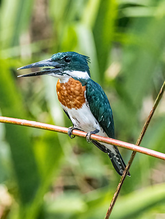 Amazon Kingfisher