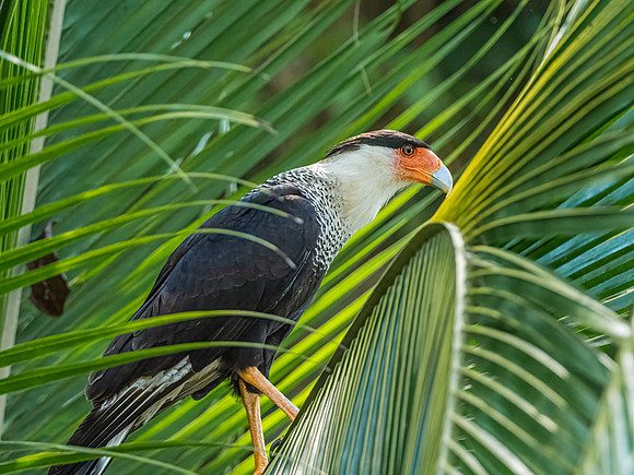 Crested Caracara