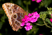Blue Morpho