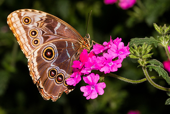 Blue Morpho
