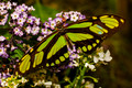 Butterflies