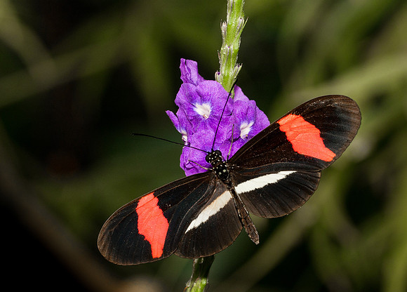 Crimson Patched Longwing