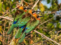 Bee Eater - White Fronted