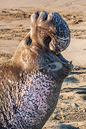 Northern Elephant Seal Male
