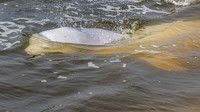 Beluga Whale