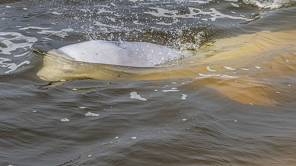Beluga Whale
