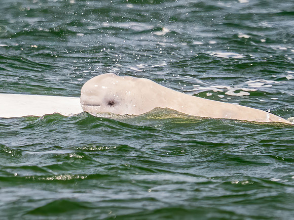 Beluga Whale