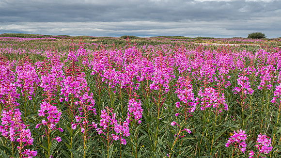 Fire Weed