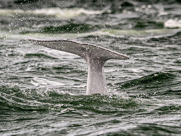 Beluga Whale Tail