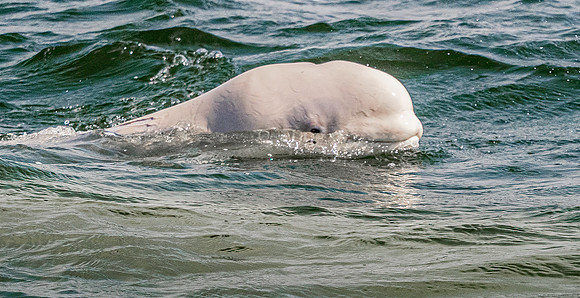 Beluga Whale