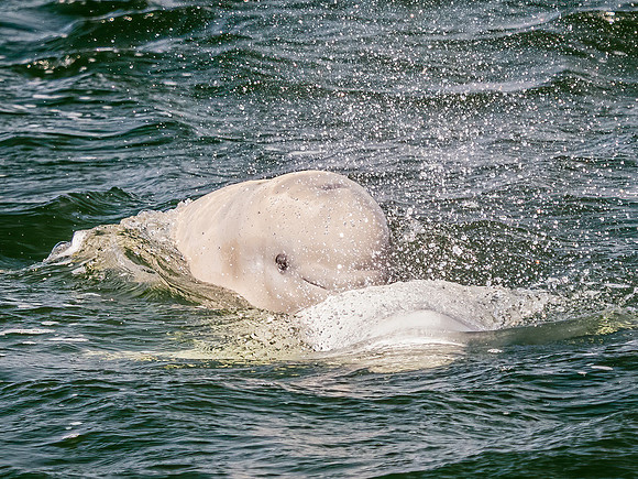Beluga Whale