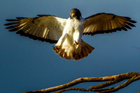 Buzzard - Augur