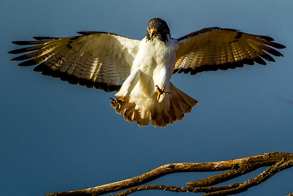 Buzzard - Augur