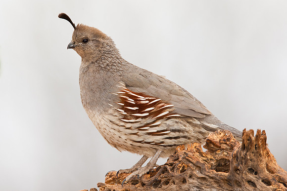 Female Gamble's Quail
