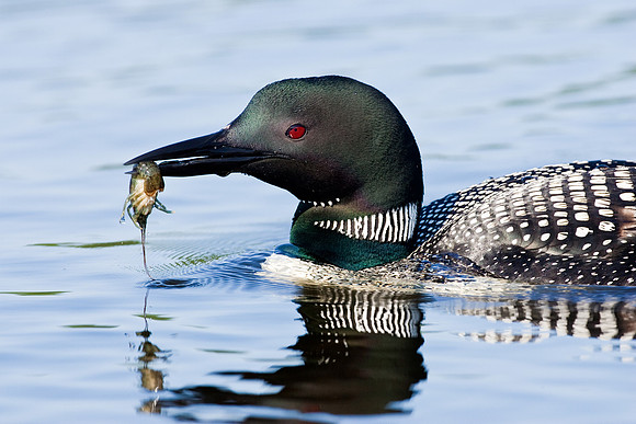 Common Loon