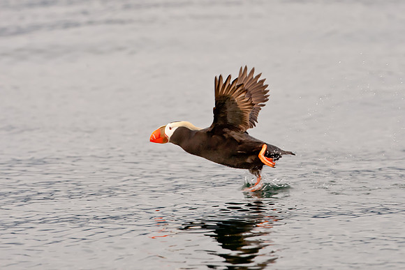 Tufted Puffin