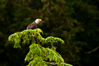 American Bald Eagle