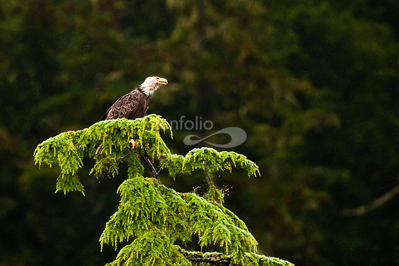 American Bald Eagle