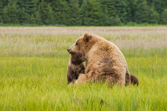 Brown Bear With Cub