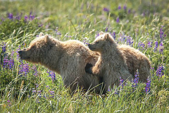 Alaskan Brown Bears