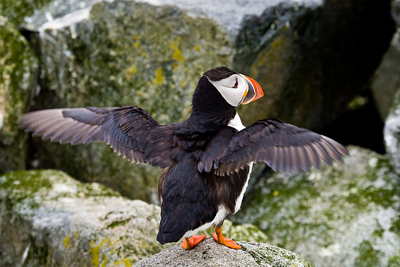 Atlantic Puffin