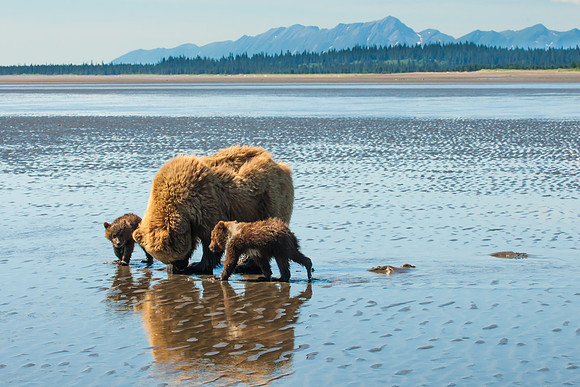 Sow And Cubs Clamming