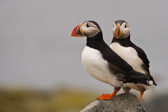 Atlantic Puffin