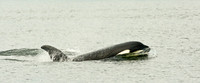 Killer Whale