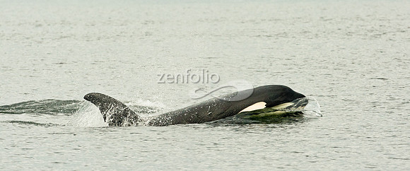 Killer Whale