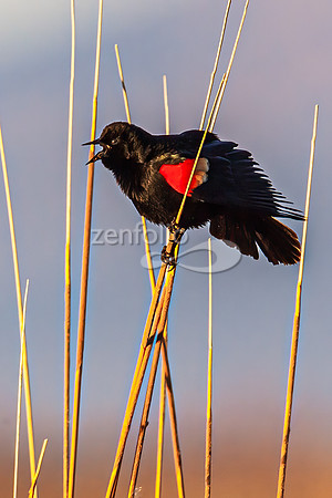 Red Winged Blackbird