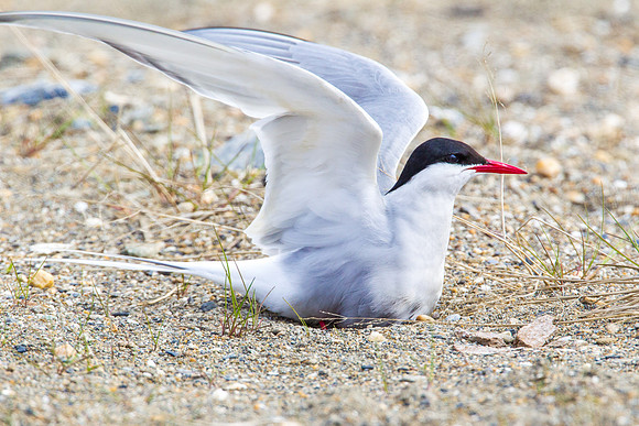 Arctic Tern