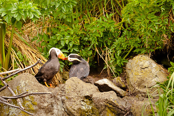 Tufted Puffins