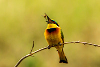 Bee Eater