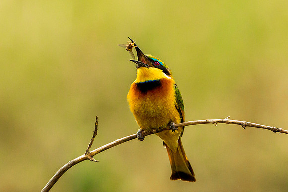 Bee Eater