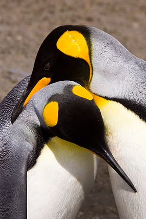 King Penguins