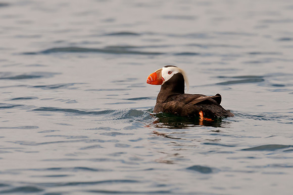 Tufted Puffin