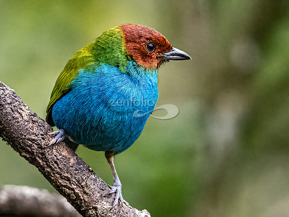 Bay Headed Tanager