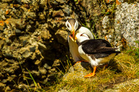Horned Puffins