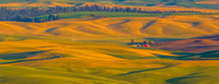Palouse Wheat Farm
