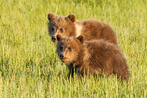 Brown Bear Cubs