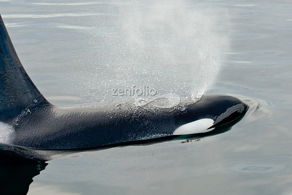 Blow Hole Spray