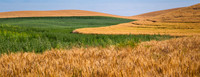 Agricultural Patterns