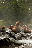 Vocalizing Male Sea Lion
