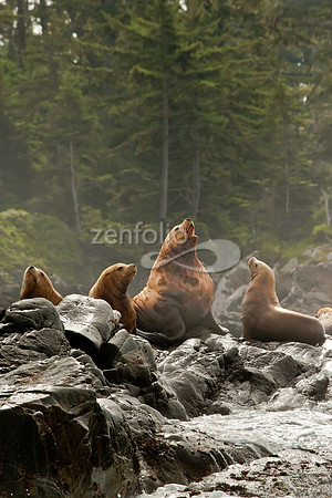 Vocalizing Male Sea Lion