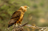 Eagle - Tawny